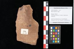 Foto (Objekt + Etikett) von Myrica lignitum Unger (NHMW-GEO-2024-0188-0594)